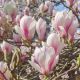 Magnolia x soulangeana - Saucer Magnolia - Plant in 2 L Pot