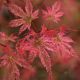 Acer palmatum Phoenix -Japanese Maple - Plant in 3 L Pot