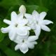 Jasminum sambac - Arabian Jasmine, Plant in 5 L Pot
