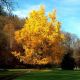 Ginkgo biloba - Maidenhair Tree, Plant in 1 L Pot