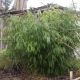 Fargesia robusta Formidable - Fountain Bamboo - Plant in 12cm Pot