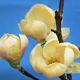 Magnolia Honey Tulip - Magnolia - Grafted Plant in 5 L Pot