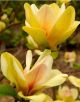Magnolia Sunsation - Magnolia - Plant in 1L Pot
