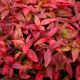 Nandina domestica Blush Pink - Sacred Bamboo - Plant in 2 L Pot