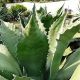 Agave salmiana ss. Salmiana-Pulque Agave in 9cm Pot