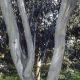 Eucalyptus pauciflora SSP niphophila - Snow Gum, Plant in 9cm Pot