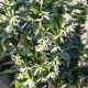 Sarcococca confusa - Sweet Box - Plant in 9 cm Pot