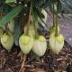 Crinodendron hookerianum Alf Robbins-Chilean Lantern Tree in 2 L Pot