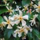 Trachelospermum jasminoides Star of Toscane - Star Jasmine - plant in 9 cm pot