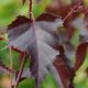 Betula pendula Royal Frost - Purple Birch - Plant in 1 L Pot