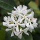 Trachelospermum jasminoides - Star Jasmine - Plant in 2 L Pot