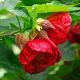 Abutilon Ashford Red - Flowering Maple - Plant in 2 L Pot