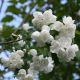 Philadelphus Virginal - Mock Orange - Plant in 9 cm Pot