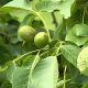 Juglans nigra - Black Walnut Plant in 5 L Pot