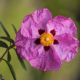 Cistus x purpureus - Sun Rose - Plant in 2 L Pot