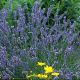 Lavandula x Intermedia Grosso - Lavender - Plant in 9 cm Pot