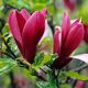 Magnolia liliiflora Nigra - Black Lily Magnolia - Plant in 9cm Pot