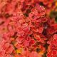 3X Berberis thunbergii Orange Ice - Barberry - 3 x Plants in 2 L Pots