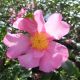 Camellia sasanqua Cleopatra-Autumn Camellia in 2 L Pot