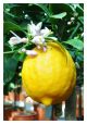 Citrus × meyeri Improved - Lemon, Plant in 1 L Pot