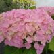 Hydrangea macrophylla Belle Seduction-Hydrangea in 9 cm Pot