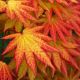 Acer shirasawanum Autumn Moon - Shirasawa Maple - Grafted Plant in 9 cm Pot