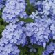 Plumbago auriculata