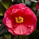 Camellia Japonica Dr King - Rose of Winter, Plant in 2 L Pot