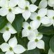 Cornus kousa China Girl-Chinese Dogwood Grafted in 1 L Pot