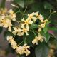 Trachelospermum asiaticum - Chinese Jasmine - plant in 9 cm pot