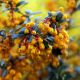 Berberis darwinii-Darwins Barberry in 9 cm Pot
