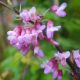 Cercis siliquastrum - Judas Tree - Plant in 2 L Pot