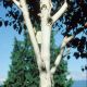 Betula utilis VAR. Jacquemontii -Silver Birch in 1L Pot