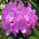 Rhododendron hybrida Roseum Elegans-Rhododendron in 2 L Pot