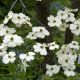 Cornus Florida Cloud Nine-American Dogwood Grafted in 1.3 L Pot