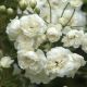 3X Rosa banksiae Alba Plena - Lady Banksian Rose, 3 x Plants in 2 L Pots