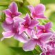 Jasminum ?stephanense Starry Summer Scent - Jasmine, Plant in 9cm Pot