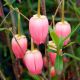 Crinodendron hookerianum Ada Hoffman -Chilean Lantern Tree in 2 L Pot