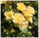 Rosa banksiae Lutea - Lady Banksia Rose - Plant in 2 L Pot