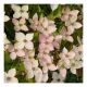 Cornus kousa Copacabana - Chinese Dogwood Grafted - Plant in 5 L Pot