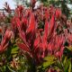 Callistemon x hybrida Red Rocket - Crimson Bottlebrush - Plant in 9 cm Pot