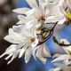 Magnolia kobus - Northern Japanese Magnolia Plant in 1.5 L Pot