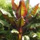 Ensete ventricosum Maurelii - Red Abyssinian Banana - Plant in 5 L Pot