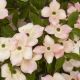 Cornus rutgersensis Stellar Pink - Chinese Dogwood Grafted - Plant in 1 L Pot