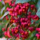 Euonymus europaeus Red Cascade-Spindle Tree in 9 cm Pot
