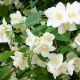 Philadelphus coronarius - Mock Orange - Plant in 2 L Pot