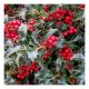 Ilex aquifolium Alaska - Holly - Plant on 9cm Pot