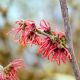 Hamamelis x Intermedia Ruby Glow - Witch Hazel Grafted - Plant in 2 L Pot