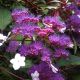 Hydrangea aspera Rosemary Foster - Rough Leaved Hydrangea, Plant in 9cm Pot