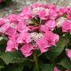 Hydrangea macrophylla Taube-Hydrangea in 12 cm Pot